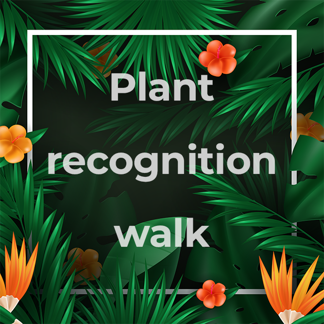 Plant recognition walk